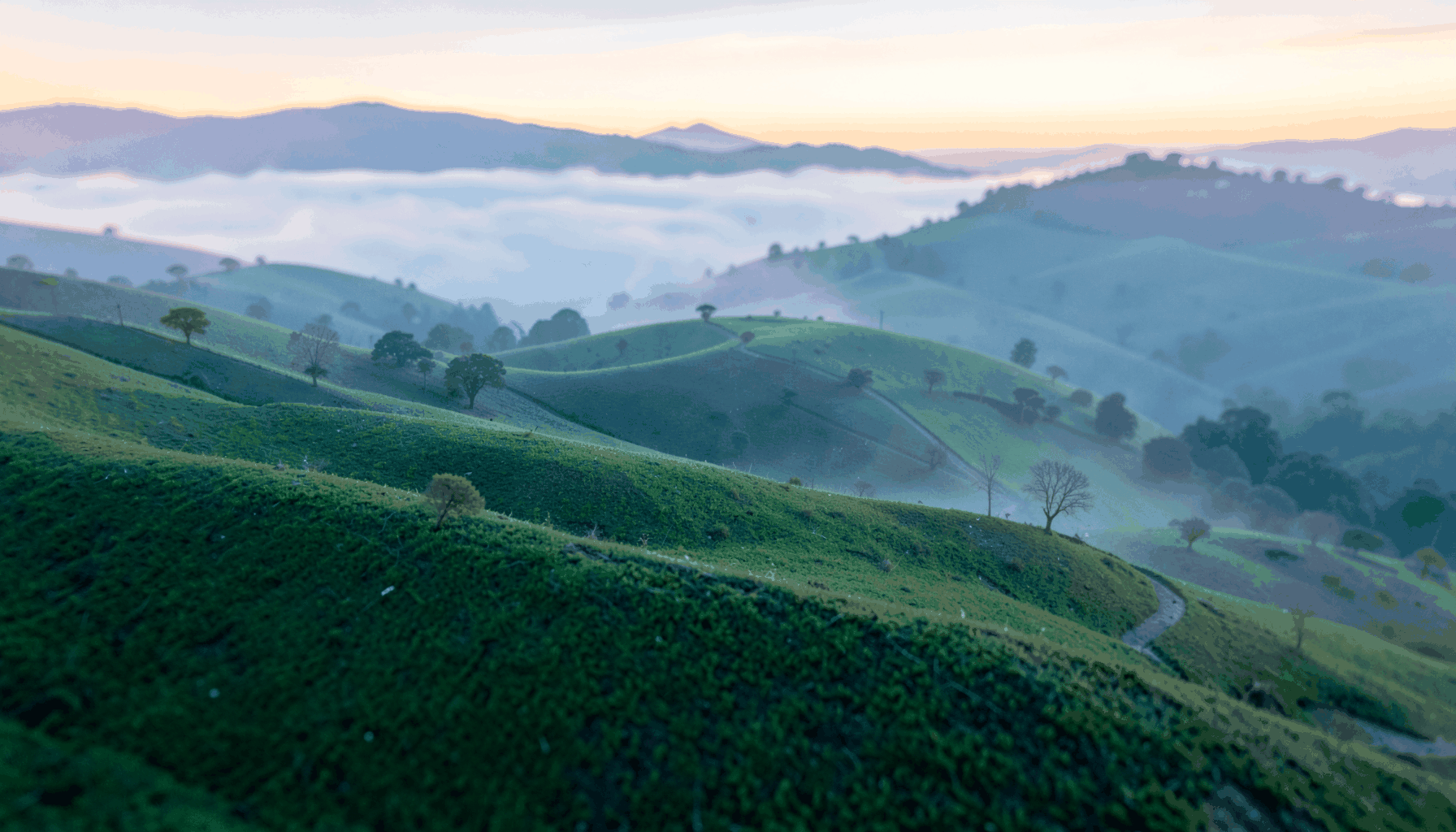 Aerial photograph of rolling green hills and border landscape at dawn, soft mist hanging in the valleys